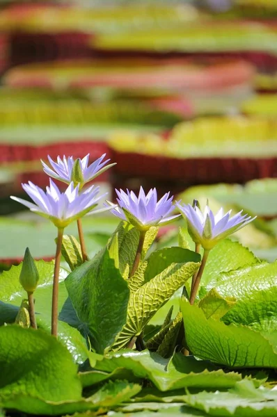 Waterlilies Nymphaea Colorata Blommor Damm — Stockfoto