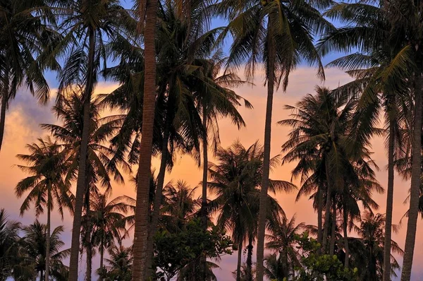 Palmiers contre ciel rouge du soir — Photo