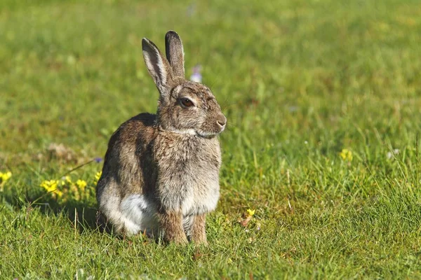 European Rabbit Oryctolagus Cuniculus — Stock Photo, Image