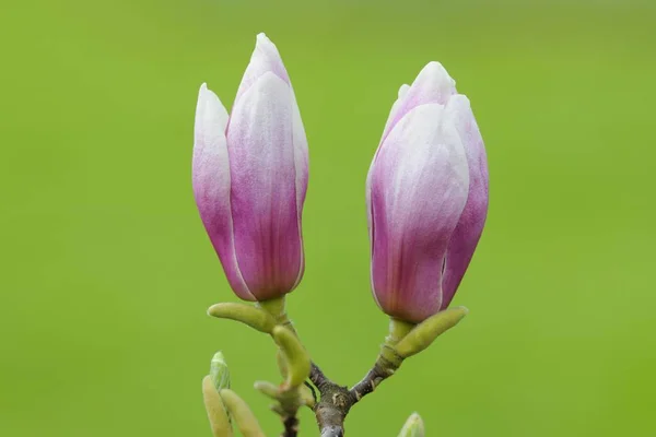 Цветущий Красивый Фиолетовый Цветок Магнолии Весной — стоковое фото