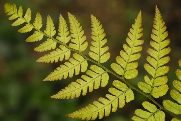 Närbild Gröna Ormbunksblad Fronds — Stockfoto