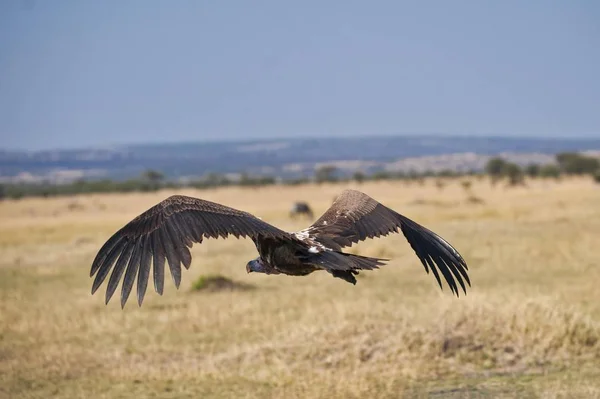 Vautour Dos Blanc Gyps Africanus Parc National Serengeti Tanzanie Afrique — Photo