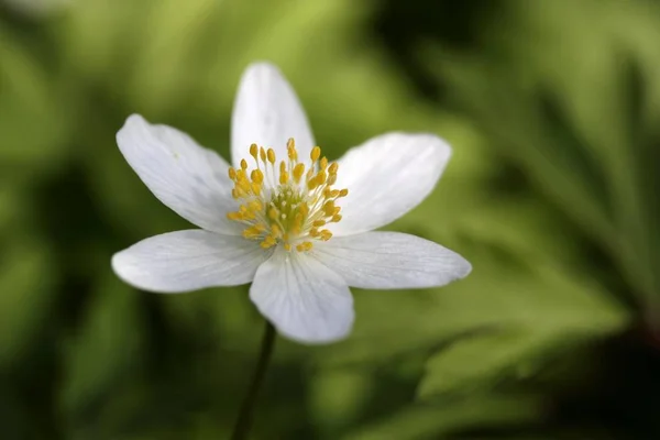 Fiore Anemone Legno Anemone Nemorosa Bianco — Foto Stock