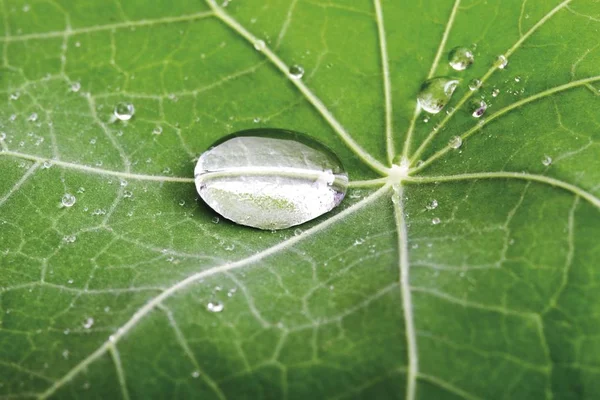 Wassertropfen Auf Dem Blatt Einer Kapuzinerkresse — Stockfoto