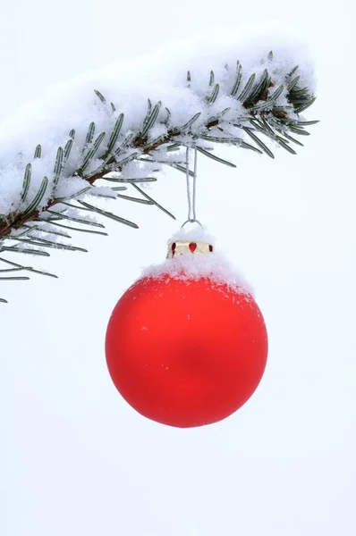 Rode Glas Bauble Een Sneeuw Overdekte Pine Tak — Stockfoto