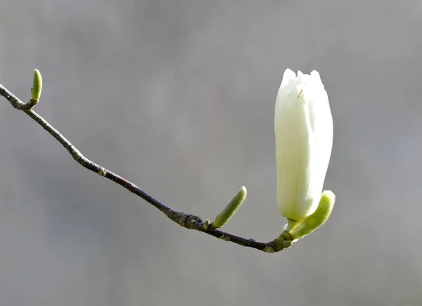 Yulan Magnolia Manolya Denudata Desr Orta Çin — Stok fotoğraf