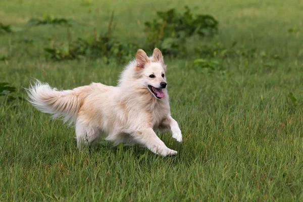 小白狗 繁殖犬的狼疮犬 在草地上奔跑 — 图库照片
