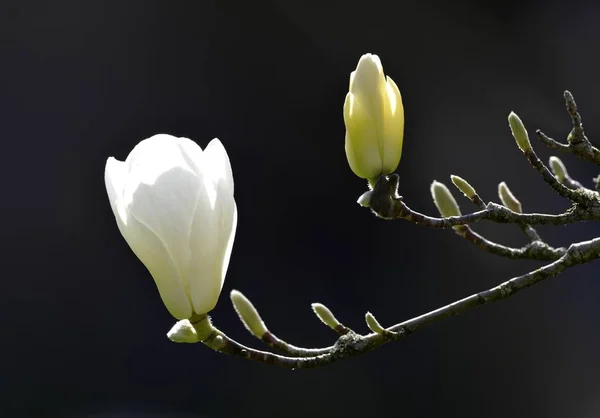 Yulan Magnolia Manolya Denudata Desr Orta Çin — Stok fotoğraf