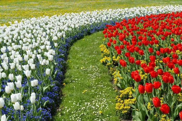 Lecho Flores Los Tulipanes —  Fotos de Stock