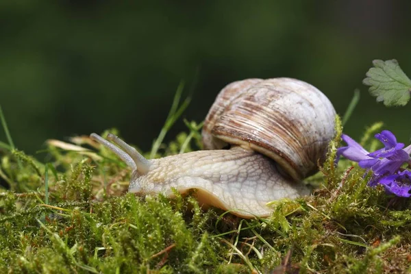Roman Snail Edible Snail Burgundy Snail Helix Pomatia — Stock Photo, Image