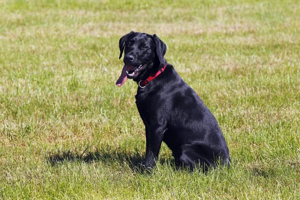 Černý Labradorský Retrívr Pes Lapal Dechu Jazykem — Stock fotografie