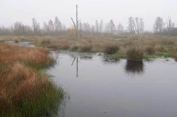 Ősszel Holland Nyelven Felvetett Bog Tartalék Bargerveen Hollandia Európa — Stock Fotó