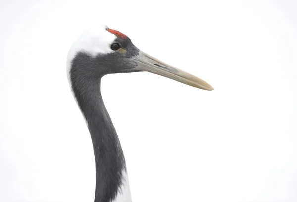 Red Crowned Crane Grus Japonensis Winter — Stock Photo, Image