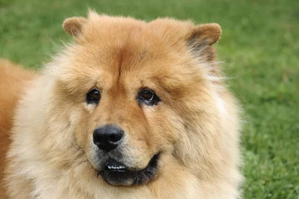 Kahverengi Chow Chow Köpek Bahçe Içinde Stok Fotoğraf