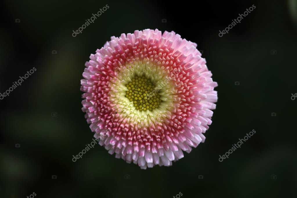 imagebrokermicrostock