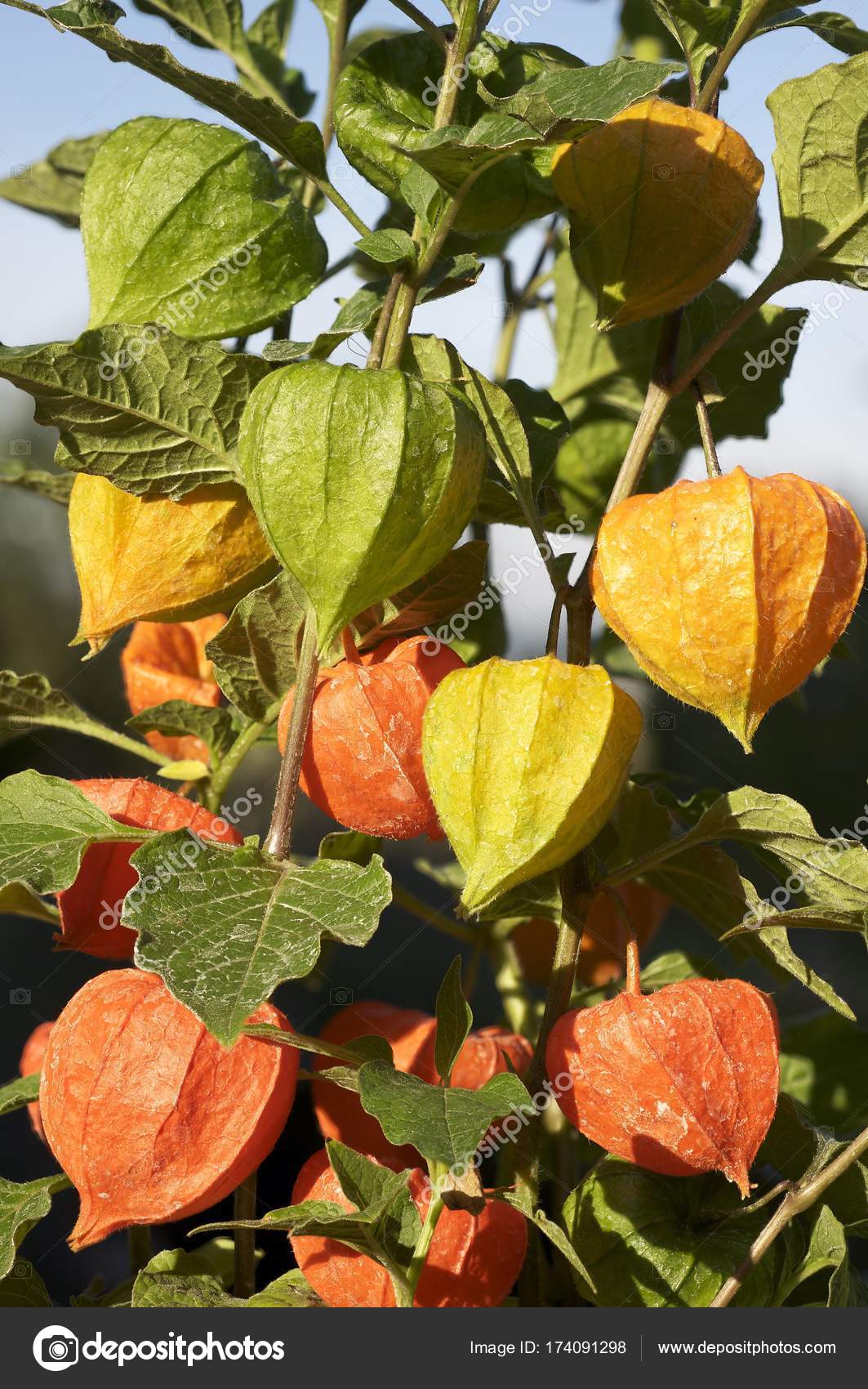 Bladder Cherry Chinese Lantern Japanese Lantern Winter Cherry Physalis Franchetii Stock Photo Image By C Imagebrokermicrostock Bladder Cherry Chinese Lantern Japanese Lantern Winter Cherry Physalis Franchetii Stock Photo Image By C Imagebrokermicrostock