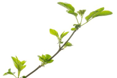 Branch, Elder, Elderberry, Black Elder (Sambucus nigra) isolated on white clipart