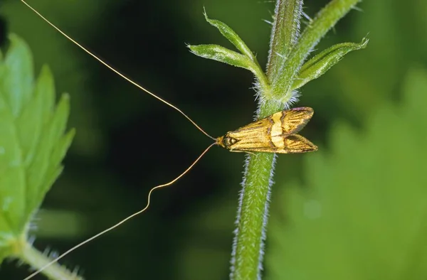 Longhorn Moth Nemophora Degeerella Masculino — Fotografia de Stock
