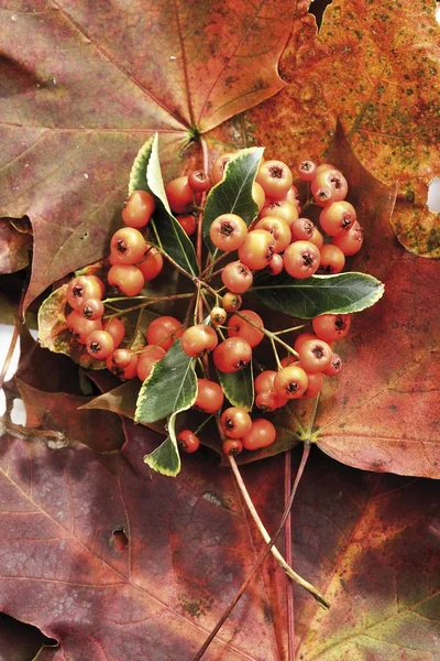 Feuilles Automne Aubépine — Photo