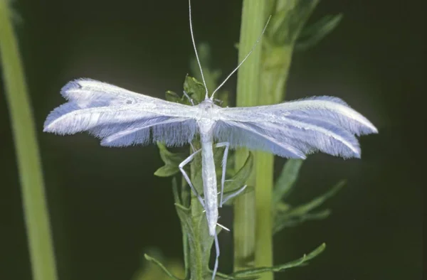 Beyaz Tüy Güve Pterophorus Pentadactylus — Stok fotoğraf