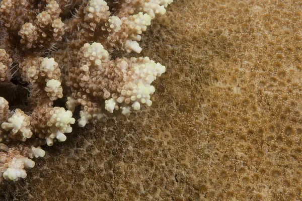 Steinkorallen Acropora Nahaufnahme — Stockfoto