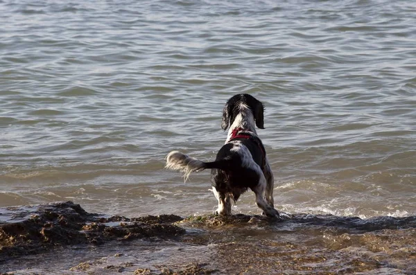 Mischlingshund Steht Meer Und Spielt Mit Wellen — Stockfoto