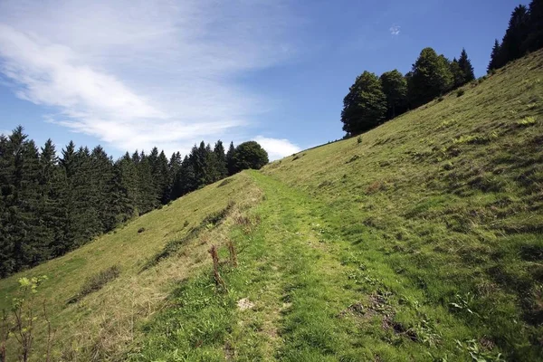Trail Brant Sluttning Rottecksattel Schwarzwald Baden Wuerttemberg Tyskland Europa — Stockfoto