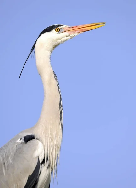 Zblízka Heron portrétu — Stock fotografie