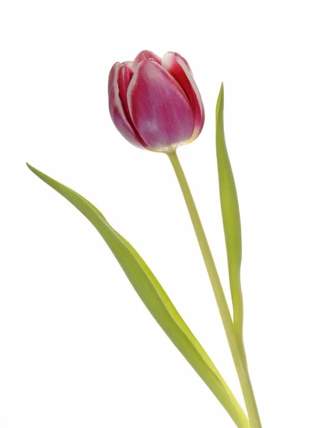 One Single Tulip Flower Aromatic Beautiful Pink Tulipa — Stock Photo, Image