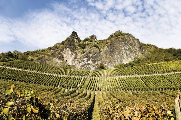 Vignobles Sur Les Versants Sud Montagne Drachenfels Automne Entre Koenigswinter — Photo