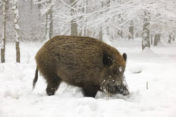 Wild boar pig in snow — Stock Photo, Image