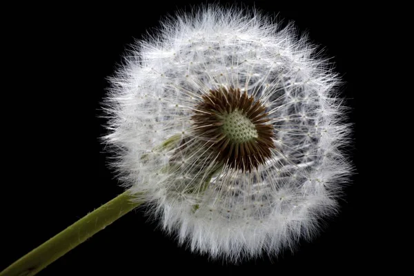 Pissenlit Flétri Taraxacum Boule Soufflage — Photo