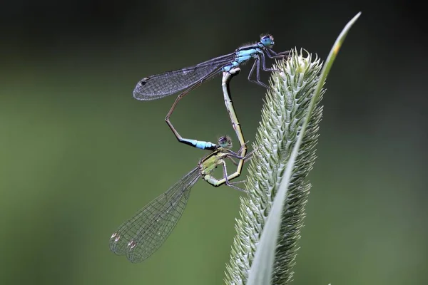 Blauschwanzlibelle Ischnura Elegans Paarung — Stockfoto