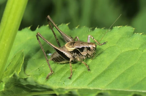 Sötét Bush Cricket Pholidoptera Griseoaptera Férfi — Stock Fotó