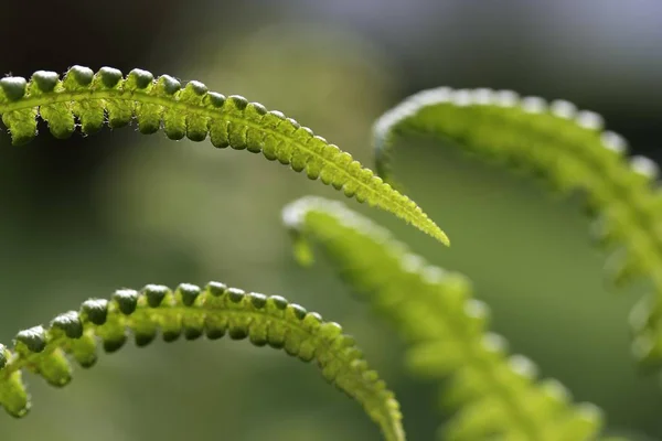 close up of green Fern fronds leaves