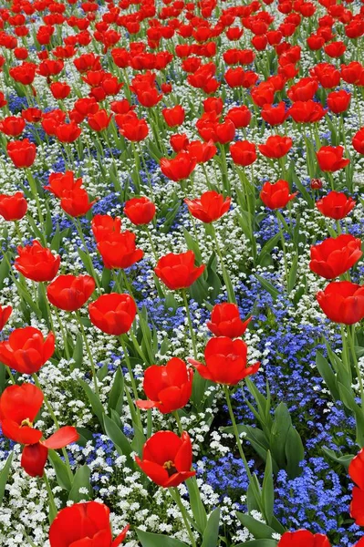 Uitzicht Bedje Van Rode Tulpen — Stockfoto