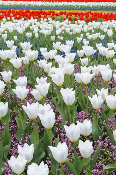 Bloeien Witte Bloemen Van Tulpen Tulipa — Stockfoto