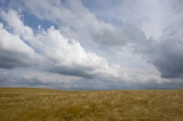 Pole jęczmień z atmosferycznej chmury — Zdjęcie stockowe