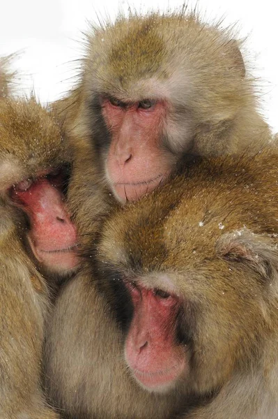 Macaques Japonais Macaca Fuscata Hiver — Photo