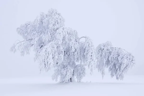 Árvore coberta de neve — Fotografia de Stock
