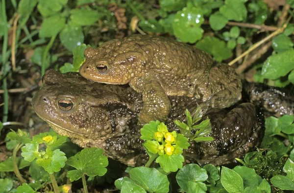 Common Toads on the way to spawning waters