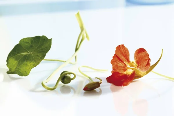 Настурція Квітка Лист Насіння — стокове фото
