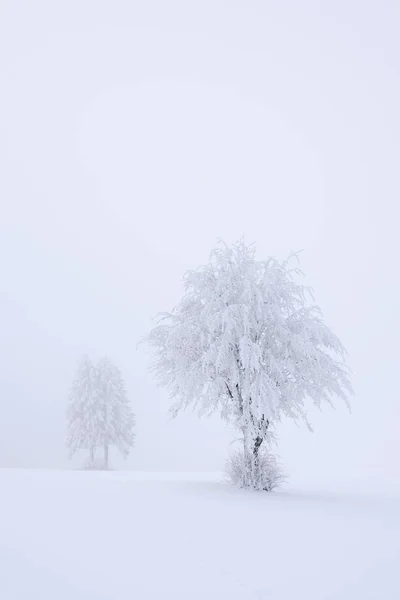 Hófákkal borított fák — Stock Fotó