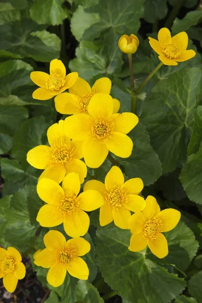 Kingcup 或沼泽万寿菊 Caltha Palustris — 图库照片