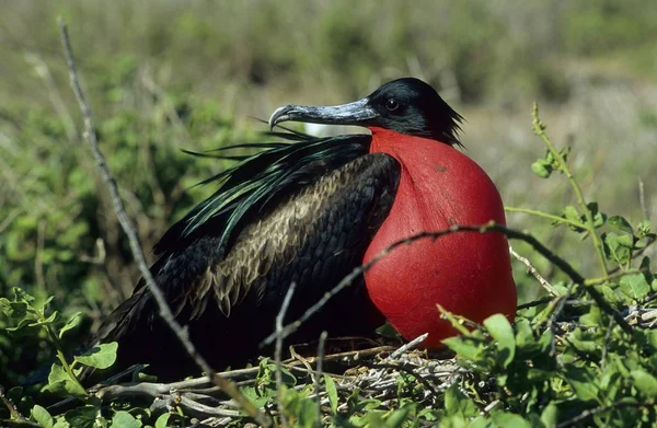 Świetne Fregaty Fregata Drobne Galapagos — Zdjęcie stockowe