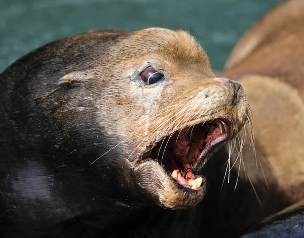 Stellers Sea Lion Eumetopias Jubatus Met Gewond — Stockfoto