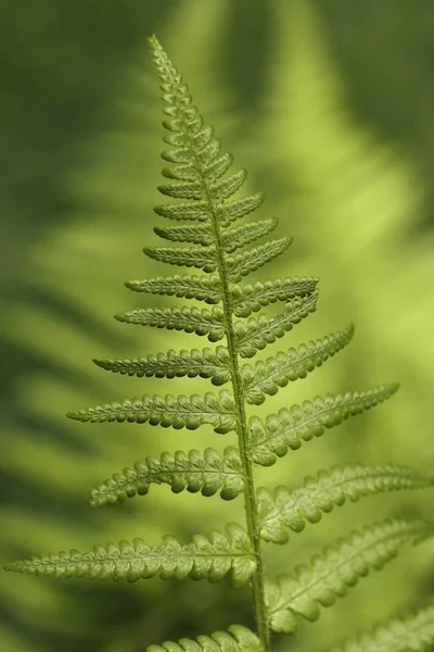 Primo Piano Foglie Verdi Felce — Foto Stock