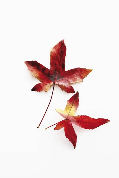 American Sweetgum Redgum Liquidambar Styraciflua Feuilles Automne Rouges — Photo