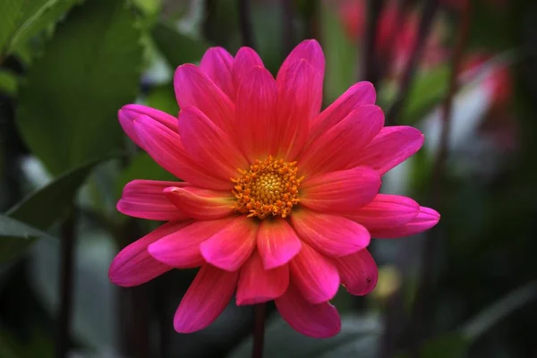 Pink Flowering Dahlia Flower — Stock Photo, Image
