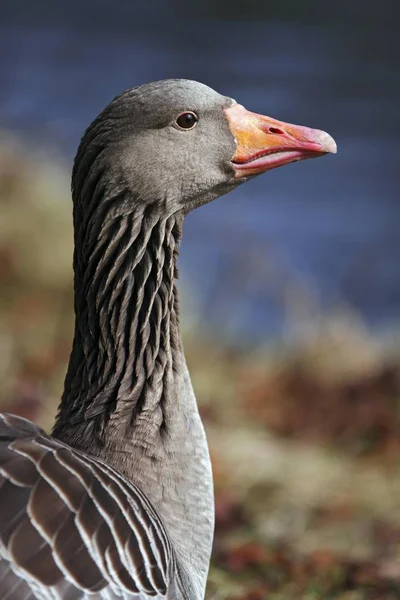 Grå Gåsen Anser Anser Porträtt — Stockfoto